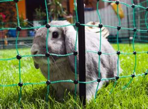 Síťová ohrada králík 12m zelená nízká