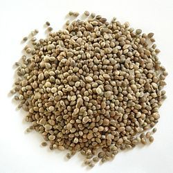Apetit - Konopí seté - semenec 25kg