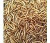 Apetit Mealworm 60g, moučný červ sušený