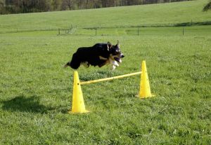 Agility základní výcviková sada, žlutá, 3 překážky