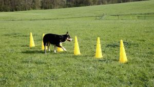 Agility základní výcviková sada, žlutá, 3 překážky