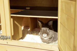 Domek pro králíky Appartement Pro, s plastovou střechou