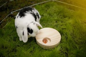 Interaktivní výuková hračka Dřevěný disk na pamlsky pro králíky a morčata